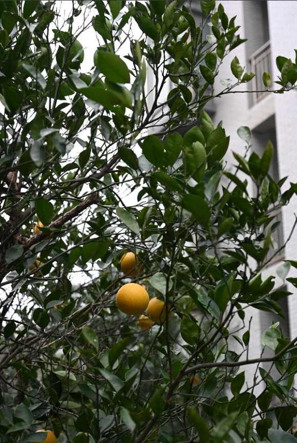 271701043953540171.png image.png